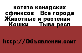 котята канадских сфинксов - Все города Животные и растения » Кошки   . Тыва респ.